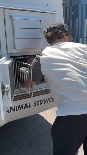 Кота, чудом выжившего при пожаре, передали счастливому хозяину