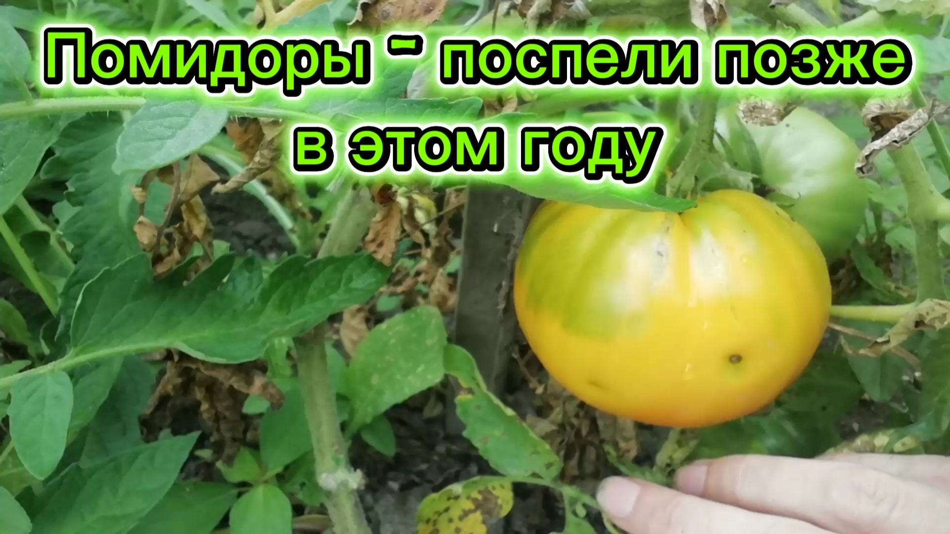 Помидоры - поспели позже