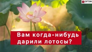 Зарисовка про лотосы, сало и успехи детей! #китай #интересно #колесов #дети #успех #развитие #семья
