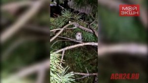 Симпатичный птенец дятла повстречался читателям АСН24 в микрорайоне Благовещенска