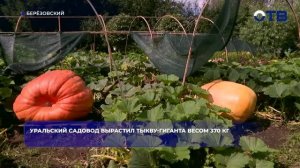 Уральский садовод вырастил тыкву-гиганта весом 370 кг