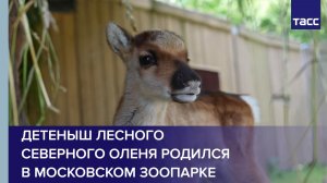 Детеныш лесного северного оленя родился в Московском зоопарке