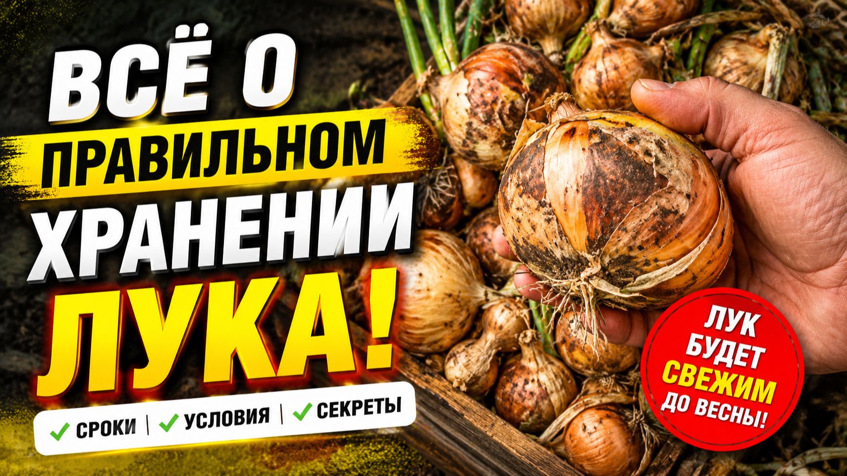 Секреты хранения лука зимой. Как это сделать правильно.