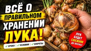 Секреты хранения лука зимой. Как это сделать правильно.
