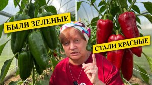 Как заставить перцы покраснеть прямо на грядке.