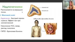 ЭНДОКРИНАЯ СИСТЕМА 2 (Щитовидная, надпочечники, Поджелудочная