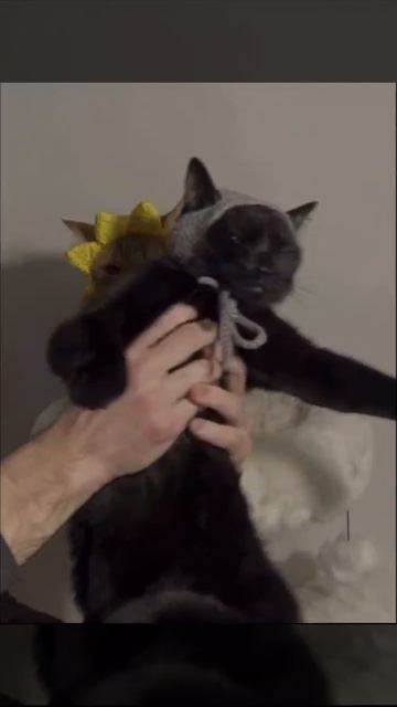 Котозатмение