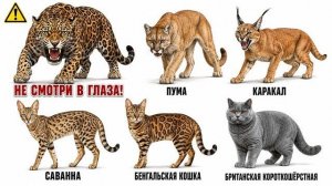 От Самого Милого Кота До Ягуара, Способного Прокусить Череп