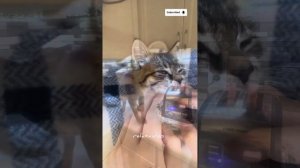 ВЕСЛАЯ ПОДБОРКА ВИДЕО С ЖИВОТНЫМИ! СМЕШНЫЕ КОТЫ И СОБАКИ 🐶