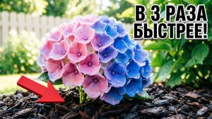 Гортензия растёт в 3 раза быстрее! 7 трюков, в которые сложно поверить 🌿