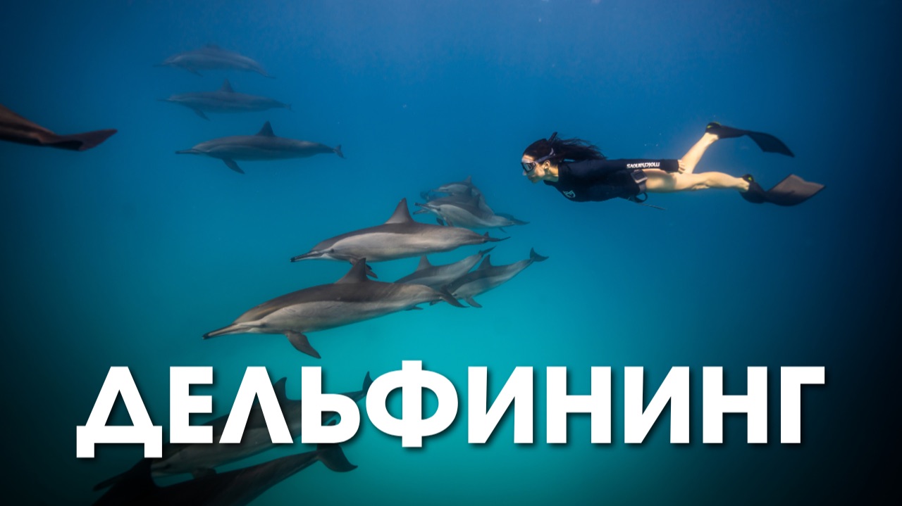 Фридайвинг с дельфинами. Египет