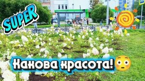 Какова красота 😳👍