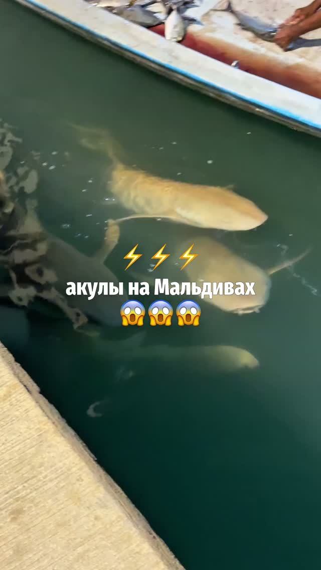 Мальдивы | Путешествия | Туризм  | Бюджетный отдых | Куда съездить | Travel