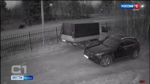 Количество сообщений о выходах медведей в населенные пункты республики заметно выросло