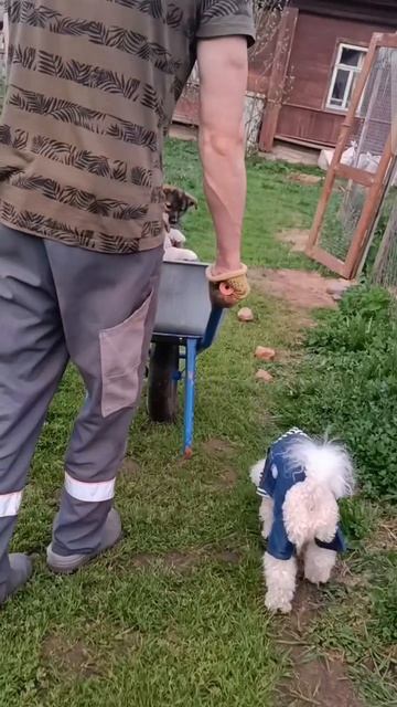 Ричард и Буся. Клип обормот. Клип про смешных собак