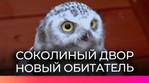 Полярная сова Зефирка пополнила коллекцию обитателей Соколиного двора