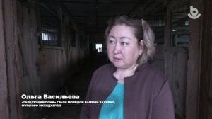 Һайн хэрэгтэ сугтаа! Арга туһаламжа