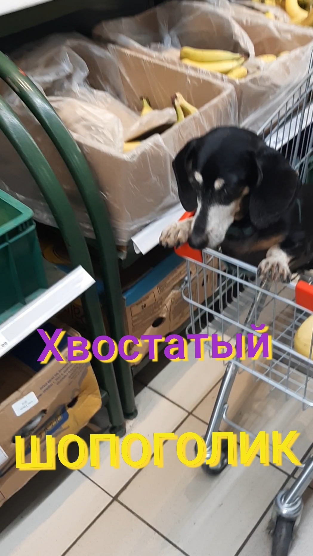 Собака такса! Хвостатый шопоголик!