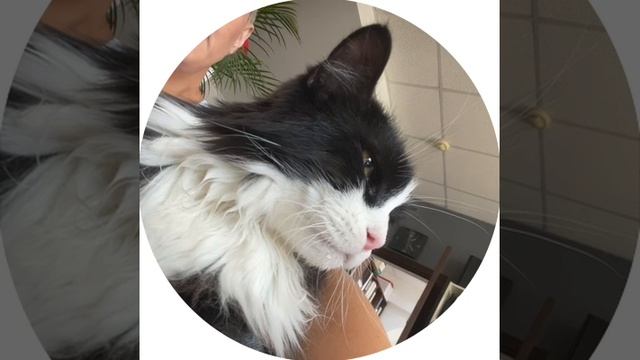 Кот красивый