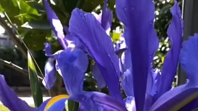 Стихотворение «Медовый Спас»