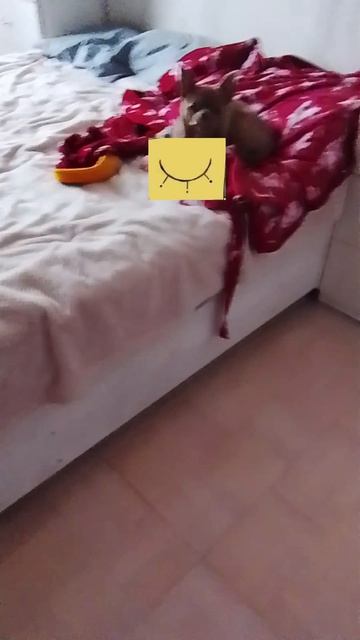 умереть от смерти хи