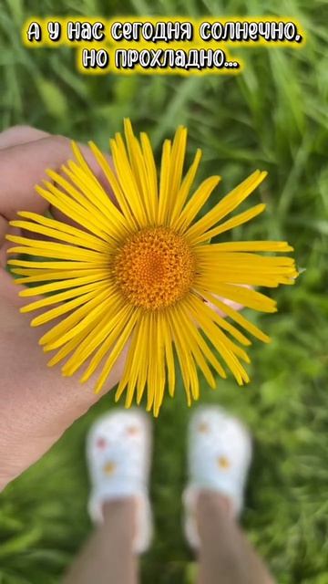 🌼