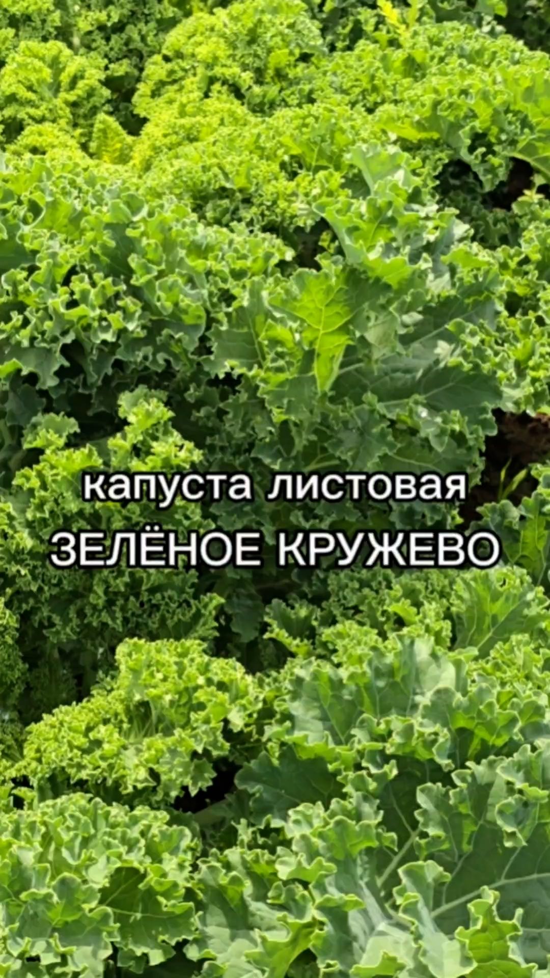Эта капуста подойдет как для цветников, так и для употребления в пищу!