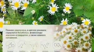 Почему многие собирают не ту ромашку? Как узнать аптечную