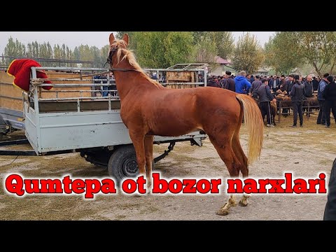 Farg‘ona Qo‘shtepa Qumtepa Ot Bozor 26-Oktyabr, 2023