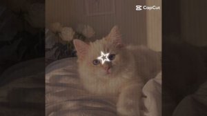 -Котики🫰🏼💘 В опис
