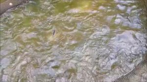 Зарыбление осетром нижнего водоёма 200 кг. Клёвое место, Лосиный остров.