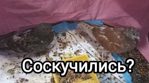14-08-2026. Соскучились?