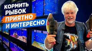 Кормить рыбок приятно и интересно | Аквариумные истории из ЭКЗОМЕНЮ №185