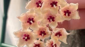 Как же пушисто она цветет🌸🌸🌸🌸🌸
