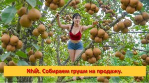 Nhất. Собираем груши на продажу.