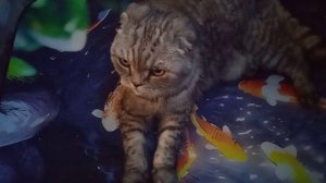 Кот Мотя на балконе вспоминает Симону, Беллу, Чапу, Тоби, Арчи, Шурупа, Симбу!