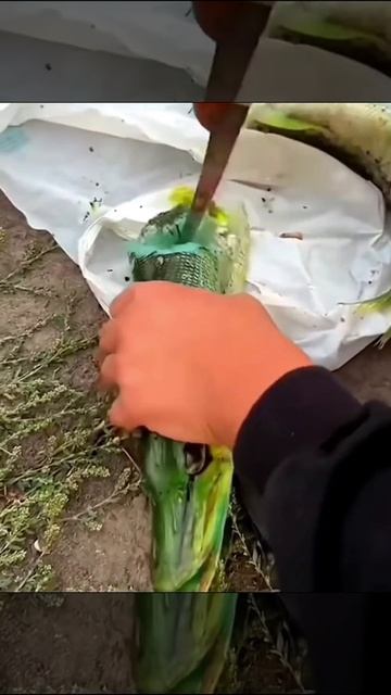 Рыболов на блесну вытащил из реки зелёную щуку