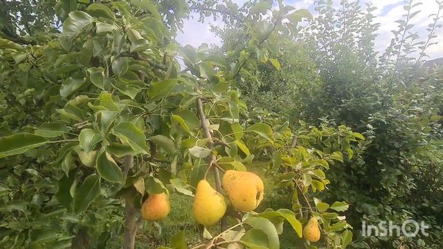 ЖИВЁМ У ДОЧЕРИ В ДЕРЕВНЕ АВГУСТ ОГОРОД.