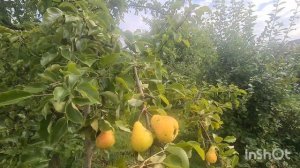 ЖИВЁМ У ДОЧЕРИ В ДЕРЕВНЕ АВГУСТ ОГОРОД.