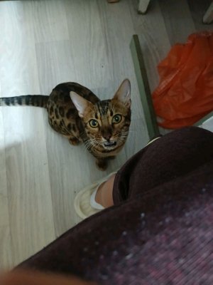 всем бобра