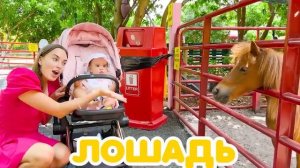 Крис и Алиса кормят животных на ферме