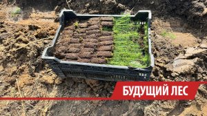72 тыс. саженцев высадят на месте пожара в лесу под Иркутском