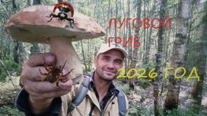 Здравствуй Август ! Грибы наконец то есть  после дождя .