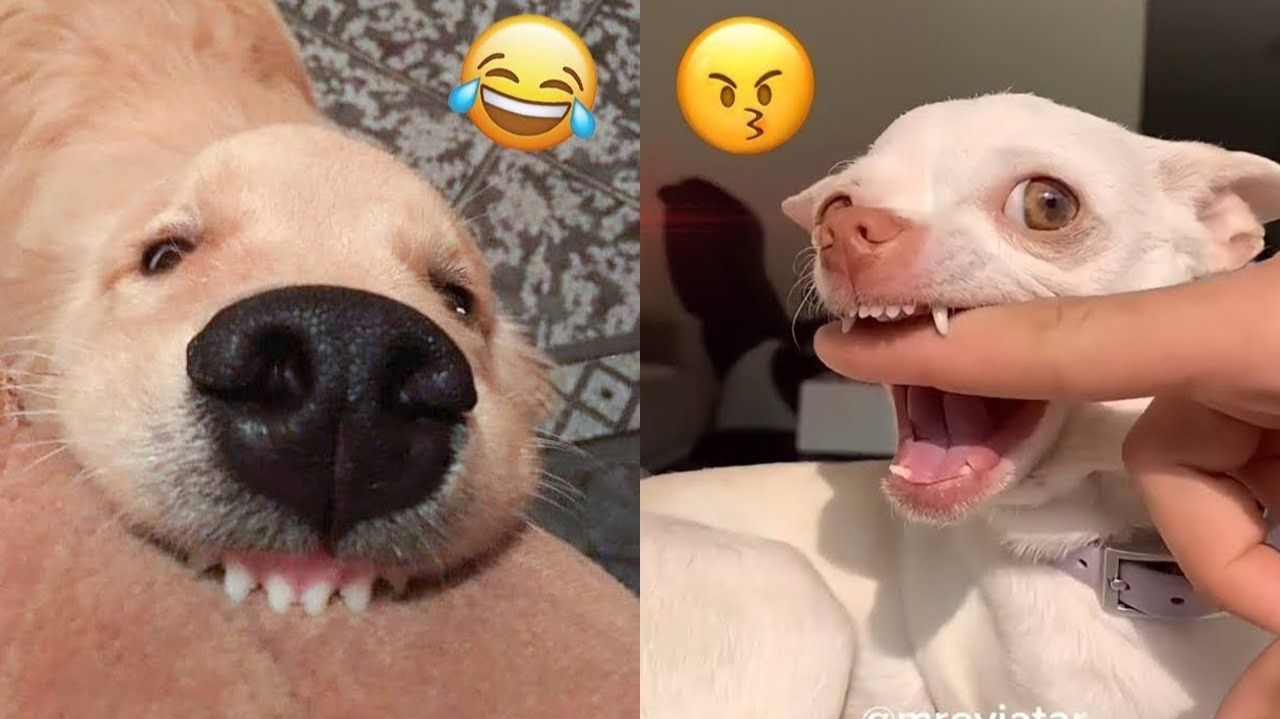 СМЕШНО ДО СЛЕЗ 😹😍 СМЕШНЫЕ КОТЫ, ЛУЧШИЕ ПРИКОЛЫ С КОТАМИ, КОШКИ, ЖИВОТНЫЕ 🥰
