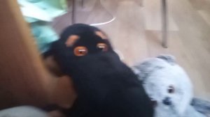 утренний влог с басиками