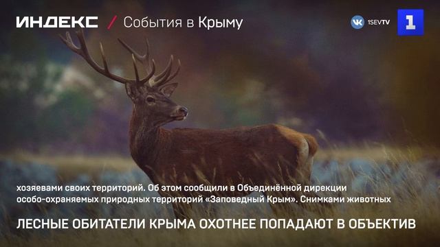 Лесные обитатели Крыма охотнее попадают в объектив