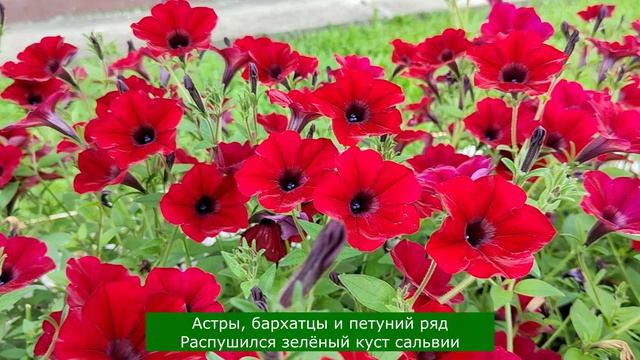 цветущий город 2026