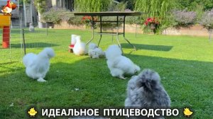 Идеальное птицеводство достойно восхищения 🐓🦆🦢🦚🦃🐔 эпизод (539)