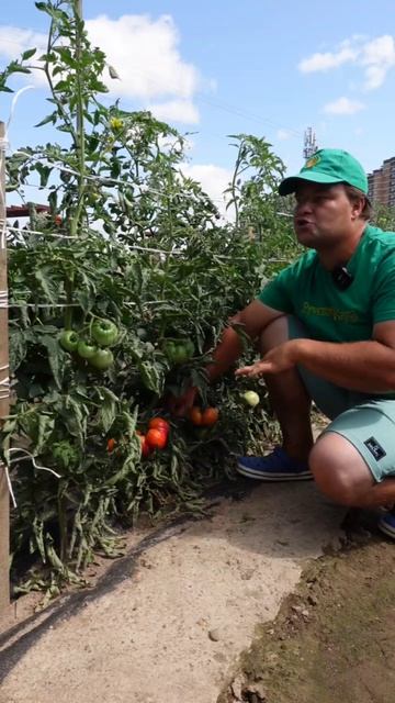 Главные правила защиты томатов от фитофторы 🍅