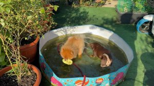 Сегодня и Буся водоплавающий зверь.